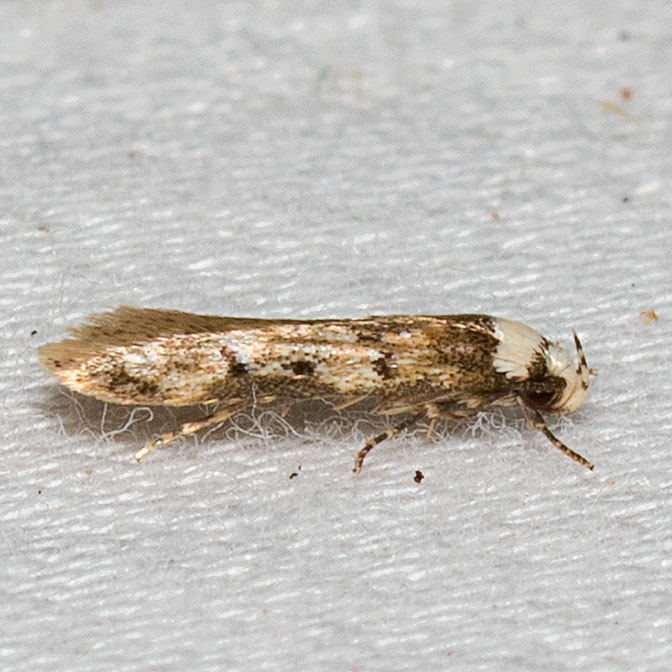 1067 White-shouldered House-Moth (Endrosis sarcitrella)