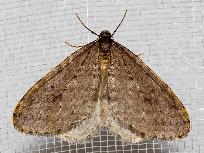 7437 Bruce Spanworm (Operophtera bruceata)