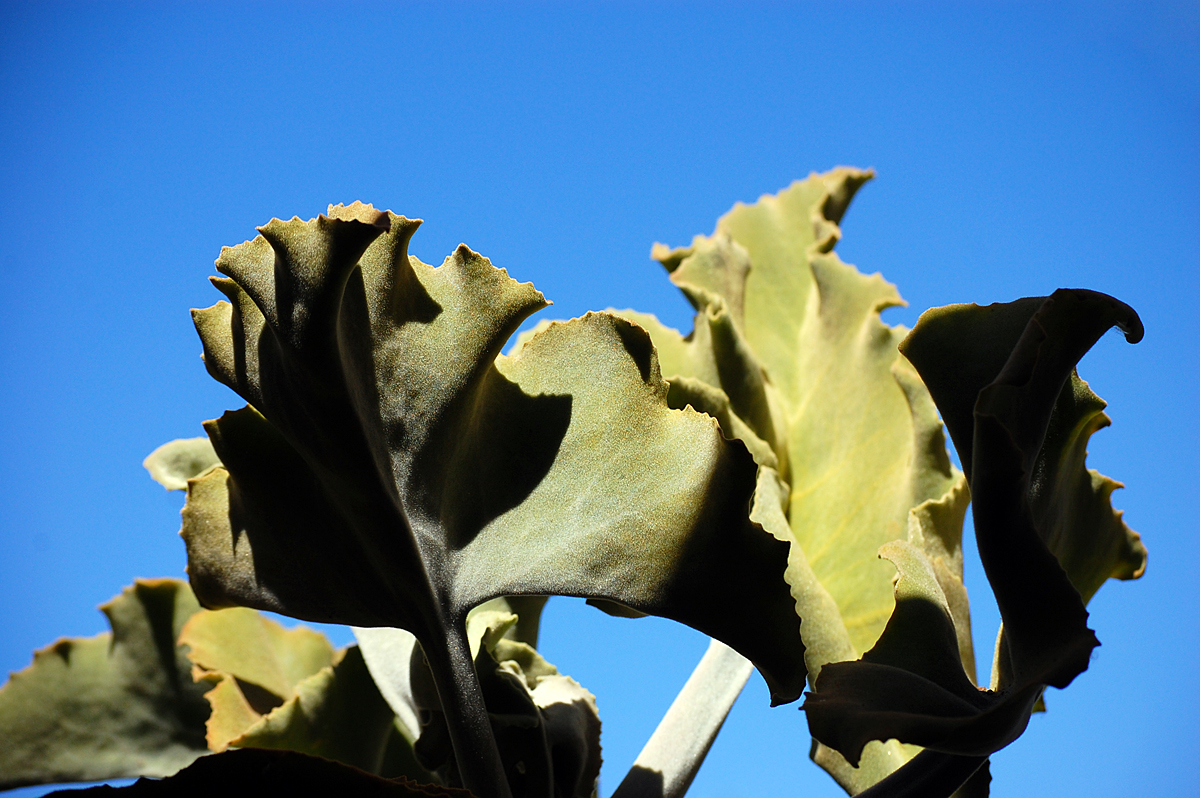 Elephants ears in our backyard