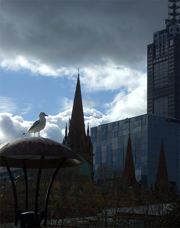 A seagull that loves the sight and scraps of the city.