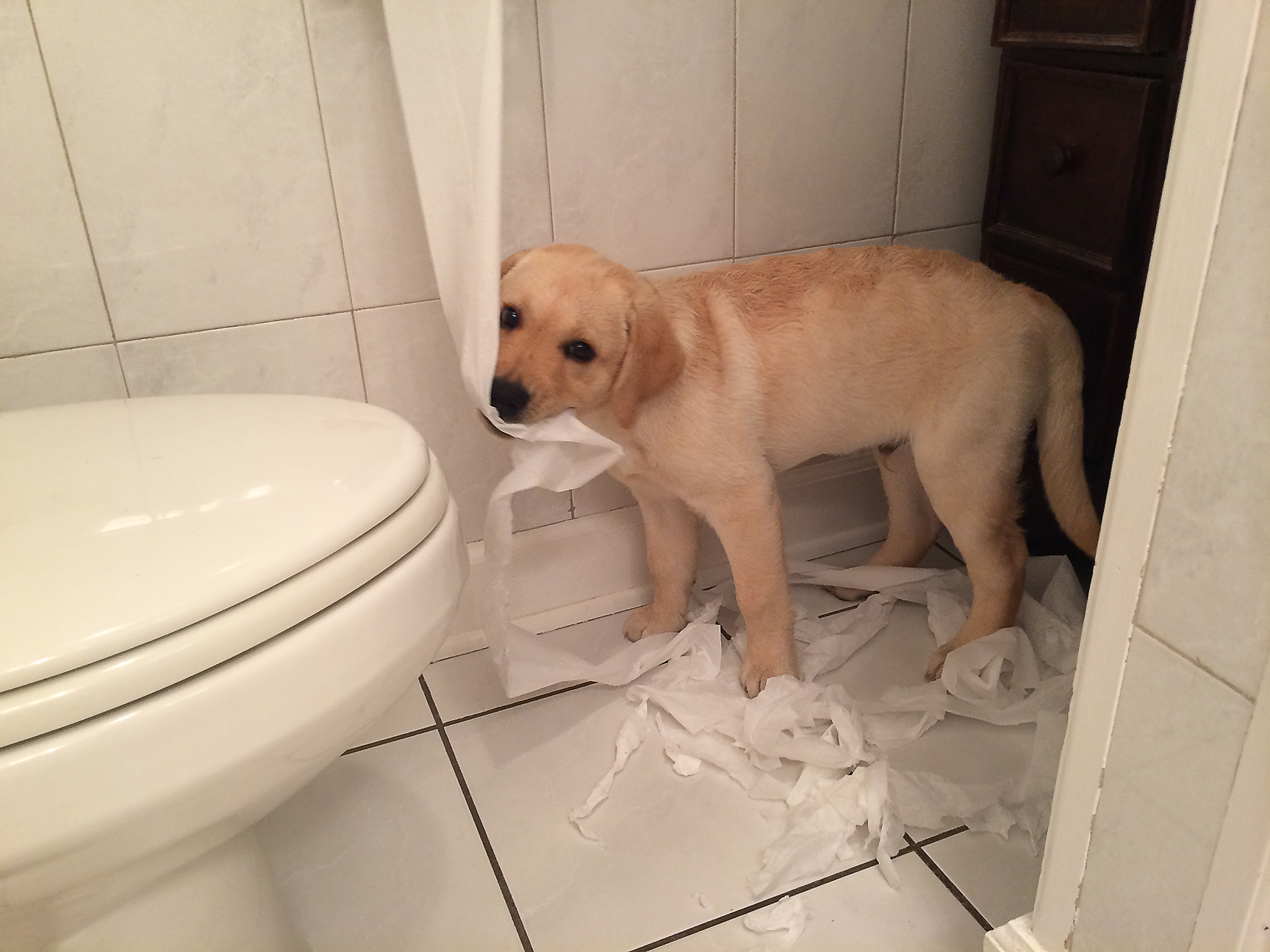  Caught dragging the toilet paper all over the house.