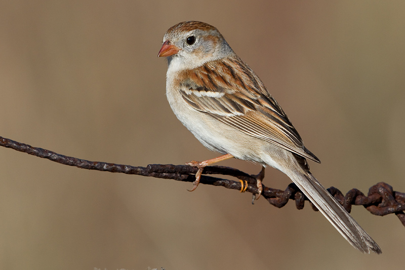 field sparrow 34