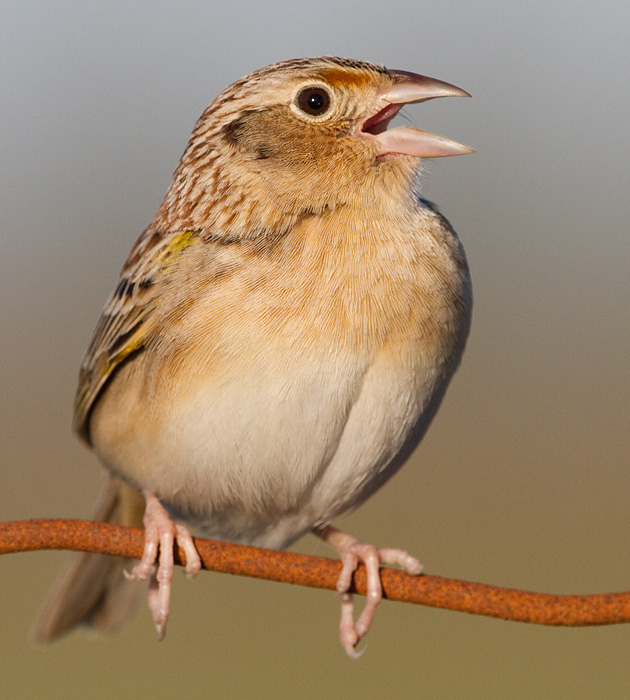 grasshopper sparrow 70