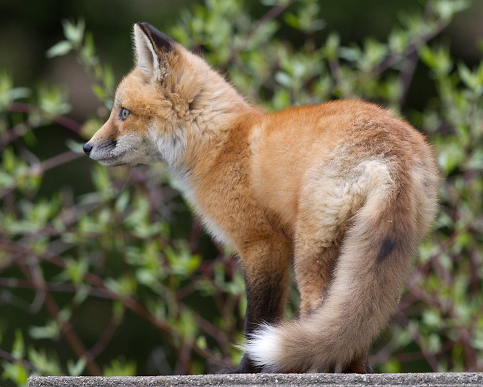fox cub 78