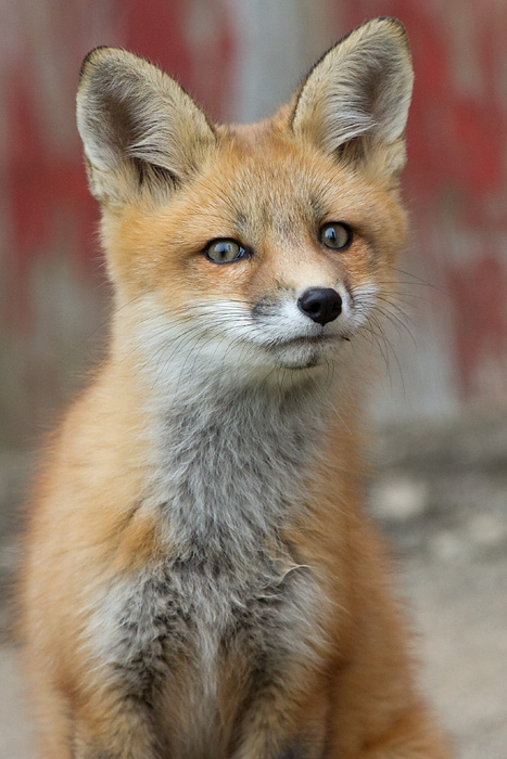 fox cub 80