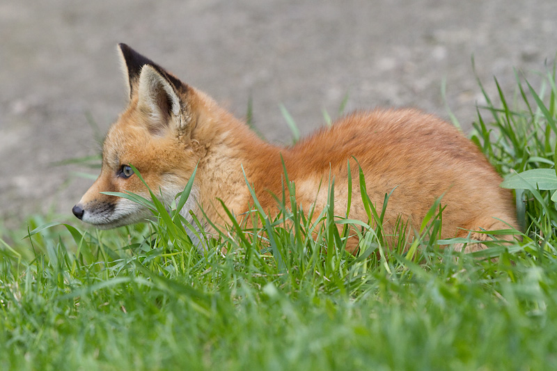 fox cub 81