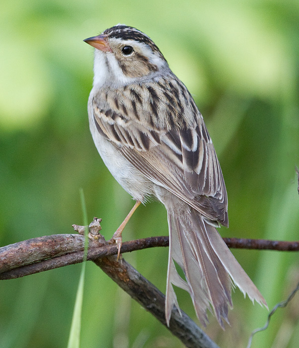 Clay-coloured Sparrow 