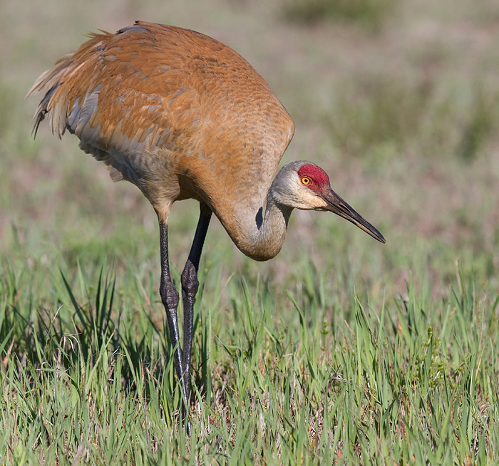 sandhill crane 258