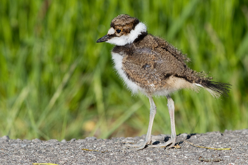 killdeer chick 62