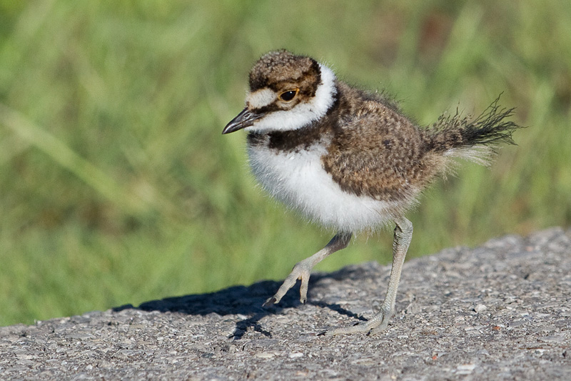 killdeer chick 66