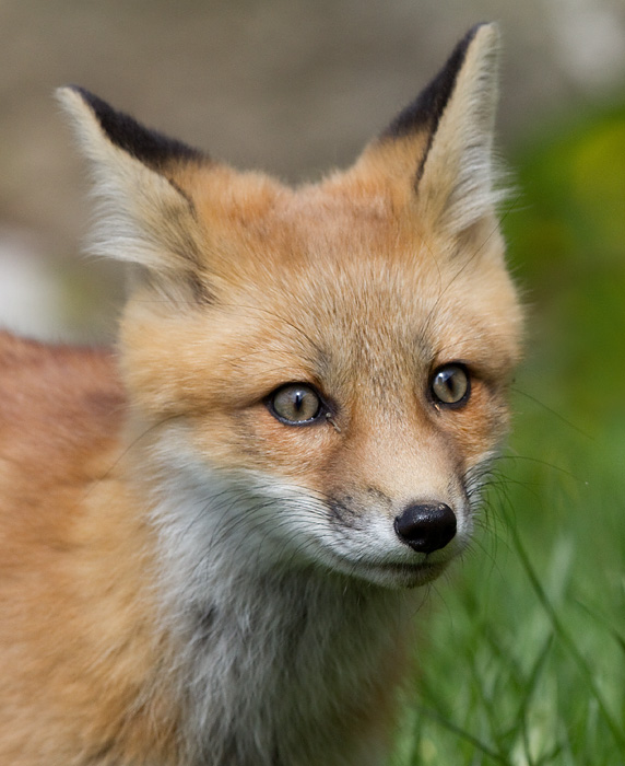 fox cub 90