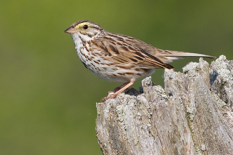 savannah sparrow 69