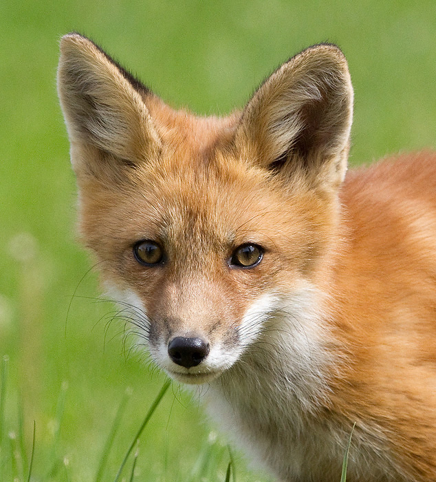 fox cub 96