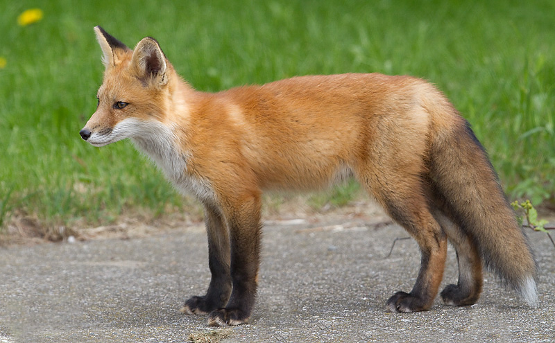 fox cub 99