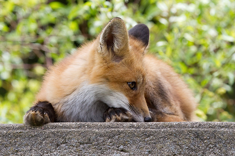 fox cub 101