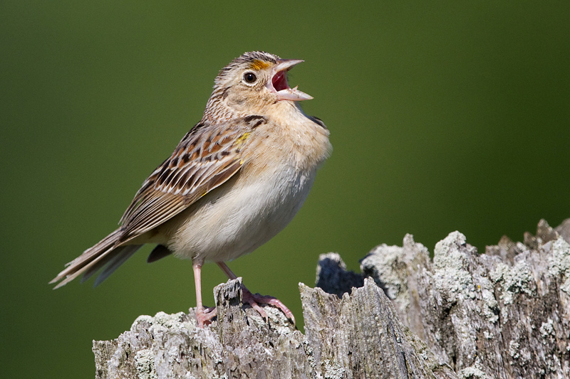 grasshopper sparrow 75