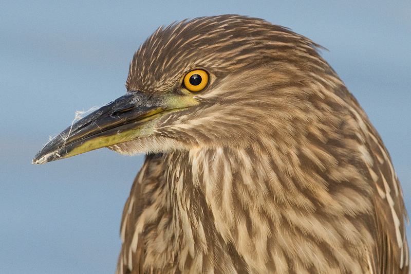 juvenile black-crowned night heron 391