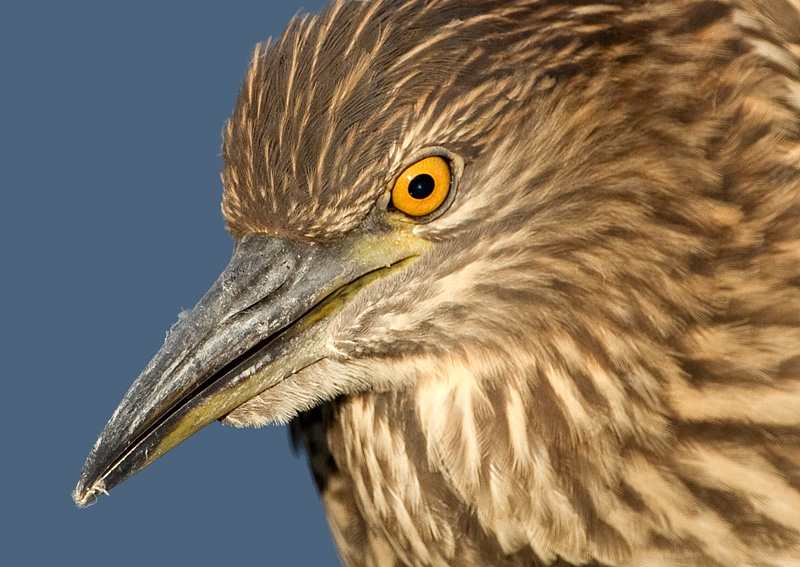 juvenile black-crowned night heron 394