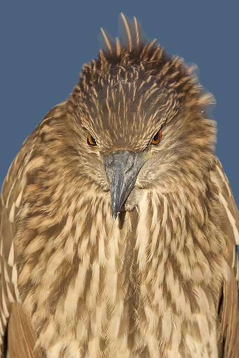 juvenile black-crowned night heron 395
