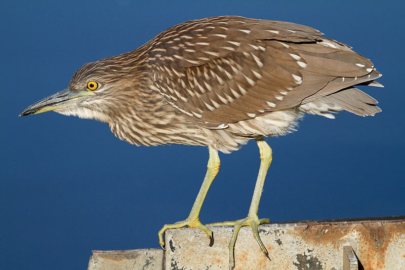 juvenile black-crowned night heron 396