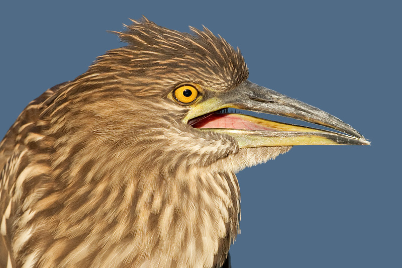 juvenile black-crowned night heron 399