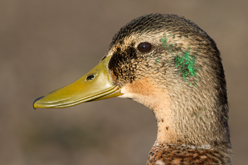 mallard 56