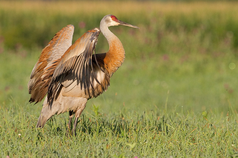 sandhill crane 280