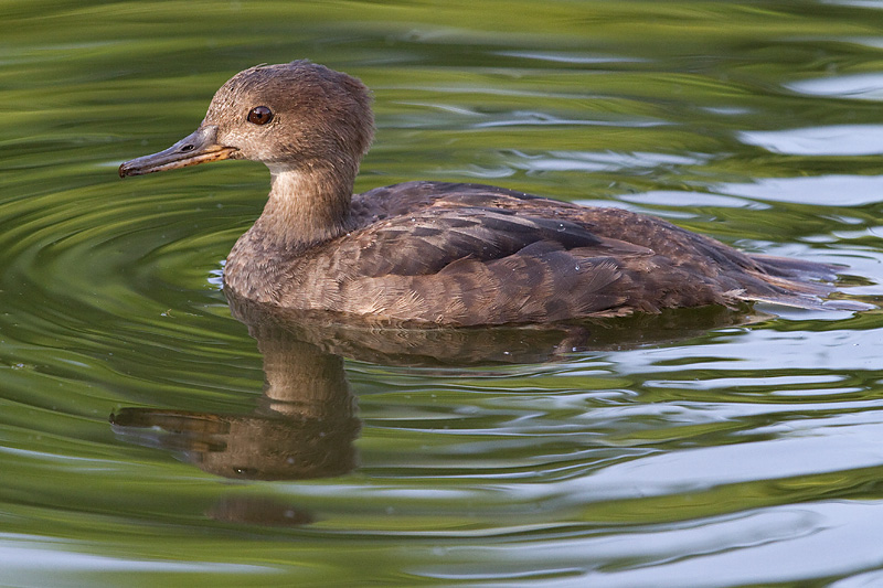 hooded merganser 256