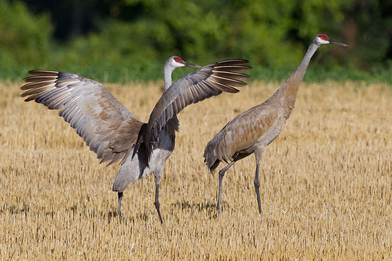 sandhill crane 286