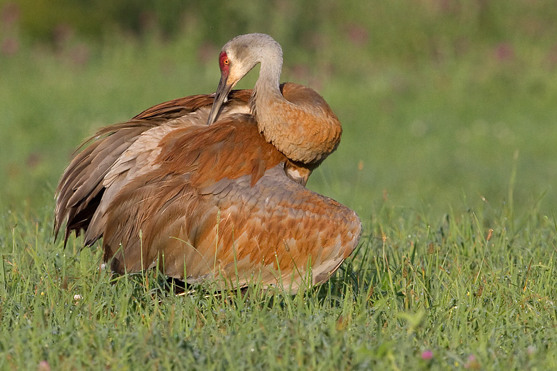 sandhill crane 288