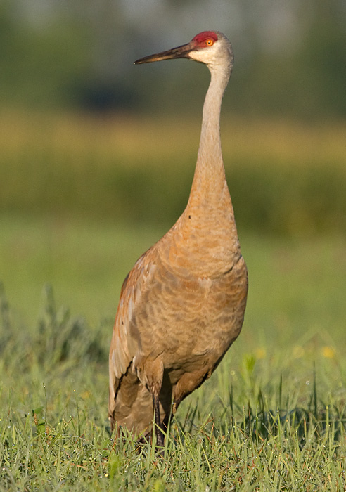 sandhill crane 291