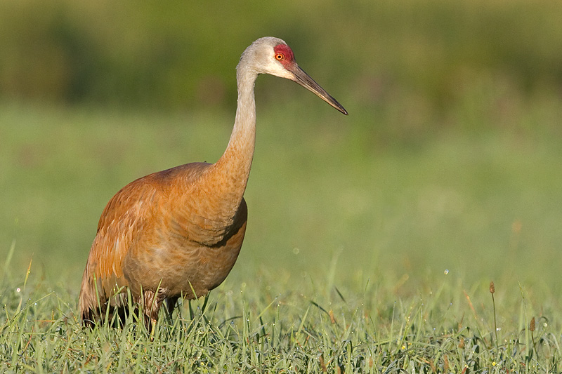 sandhill crane 292