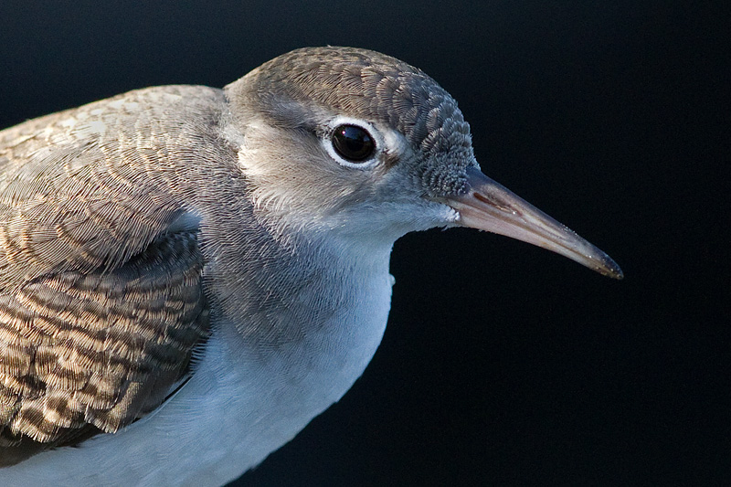 juvenile spotted sandpiper