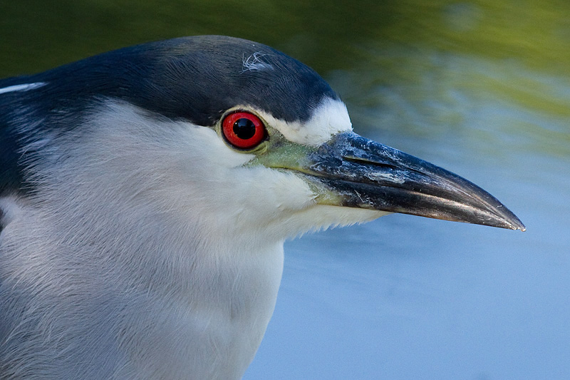 black-crowned night heron 244