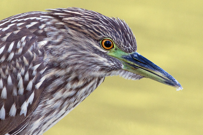 juvenile black-crowned night heron 407