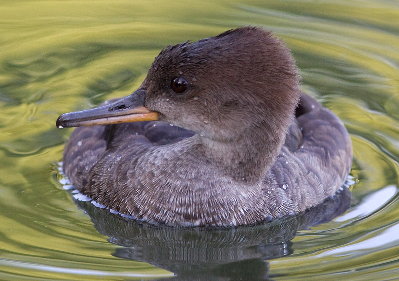 hooded merganser 263