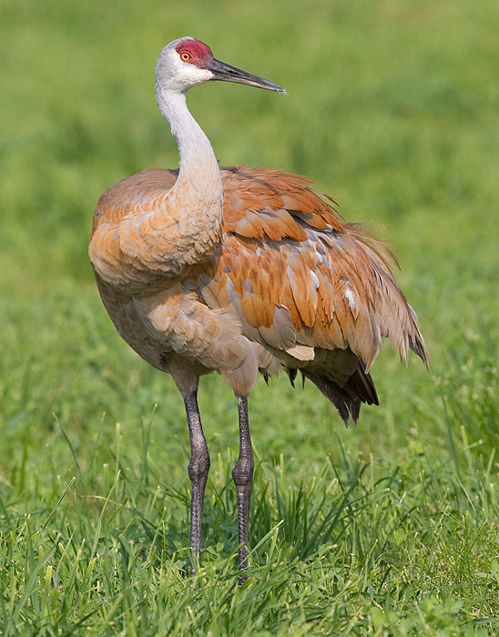 sandhill crane 313