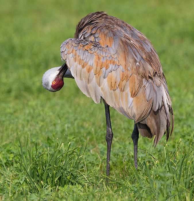 sandhill crane 314