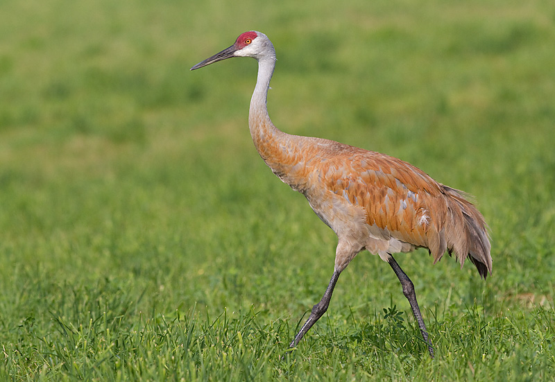 sandhill crane 316