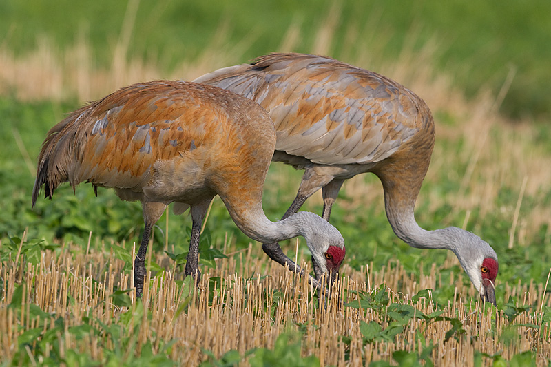 sandhill crane 320