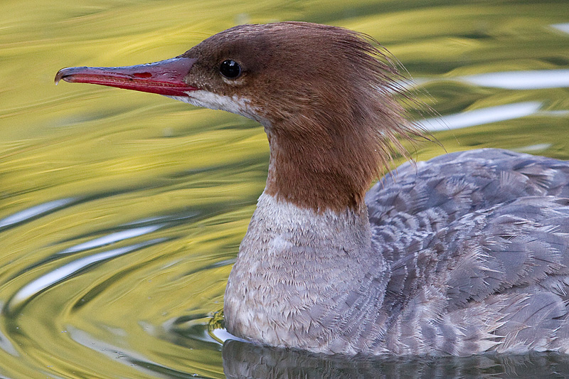 common merganser 8