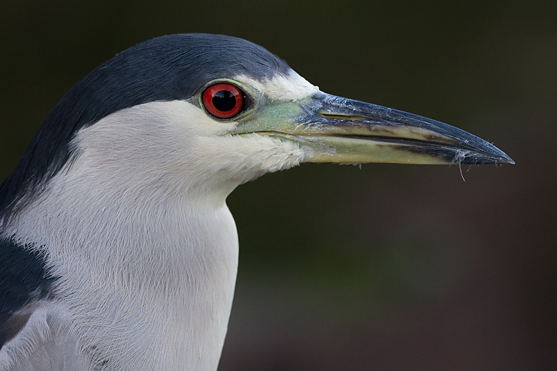 black-crowned night heron 249