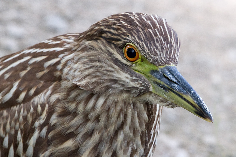 juvenile black-crowned night heron 409