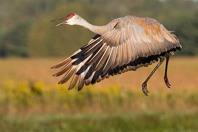 sandhill crane 321