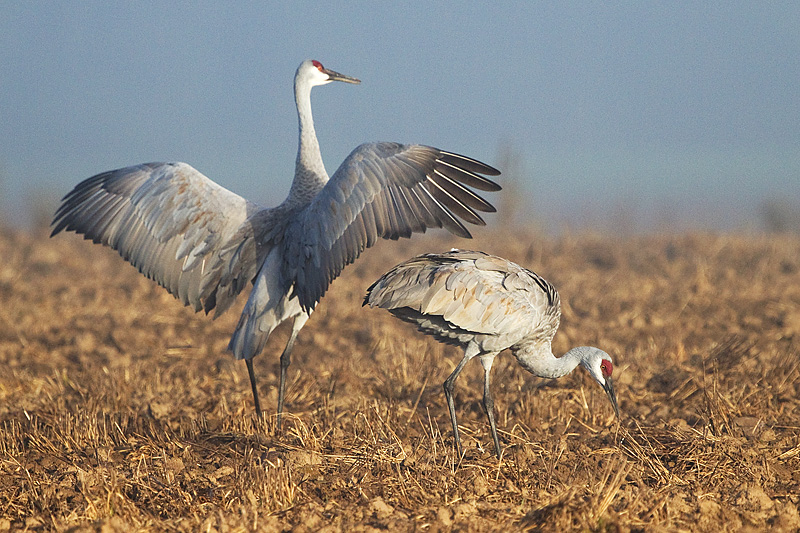 sandhill crane 248