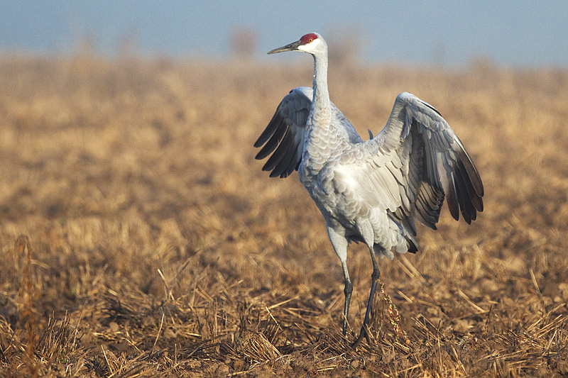sandhill crane 249