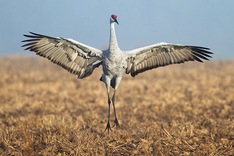 sandhill crane 255