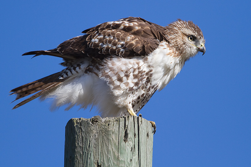 red-tailed hawk 344