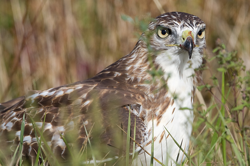 red-tailed hawk 346
