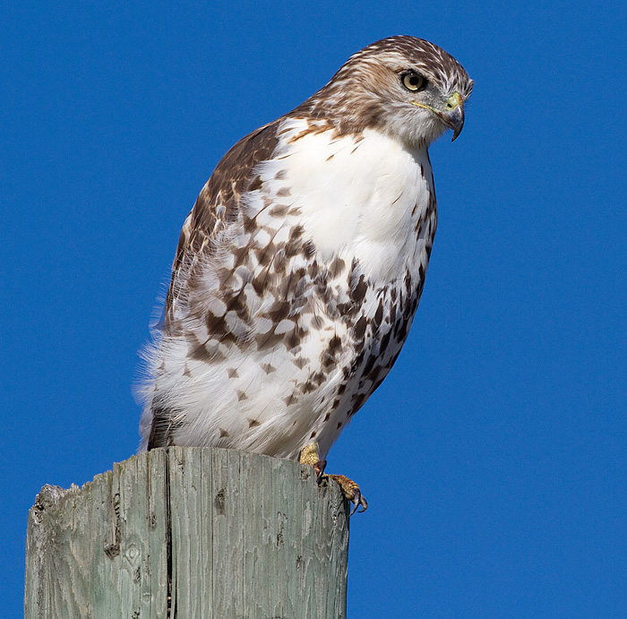 red-tailed hawk 350